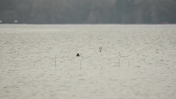 Bahri kuş. Kuş gölet üzerinde yüzüyor. Podicipedidae. Bir gölet, Balık avı üzerinde bir kuş yüzüyor. 45. — Stok video