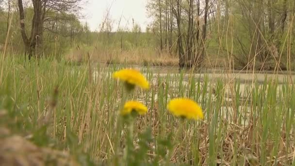 Paardenbloem op de oever van een vijver. Moeras en meer. Natuurlijke schieten. — Stockvideo