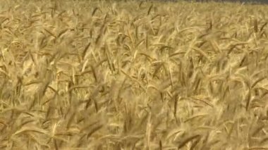 Çiftlikte ekin ekimi. Büyük bir buğday tarlası. Gmos 'suz, olgunlaşmış doğal bir ürünü hasat etmek..