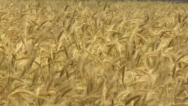 농작물을 재배하는 농장. 밀의 거대 한 밭입니다. GMO 없이 자연적으로 익어 가는 농작물을 수확한다. — 비디오