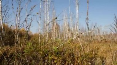 Gezegenin akciğerleri. Eski Avrupa bataklıkları. Belarus bataklıkları. Zaman aşımı.