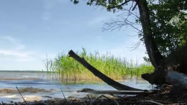 氷河によって形成された美しい湖。ベラルーシの保護区にある湖。経過時間. — ストック動画