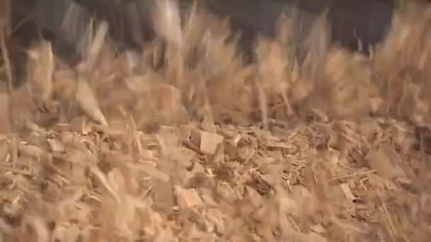 Production de copeaux de bois dans une usine de travail du bois. Scierie transforme les arbres en copeaux . — Video