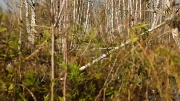 Les poumons de la planète. Vieux marais européens. Marais de Biélorussie. Délai imparti . — Video