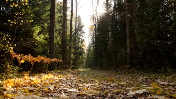 Herfstbos in oktober. Geelachtige bladeren van bomen. Tijdverloop Herfstbos. — Stockvideo