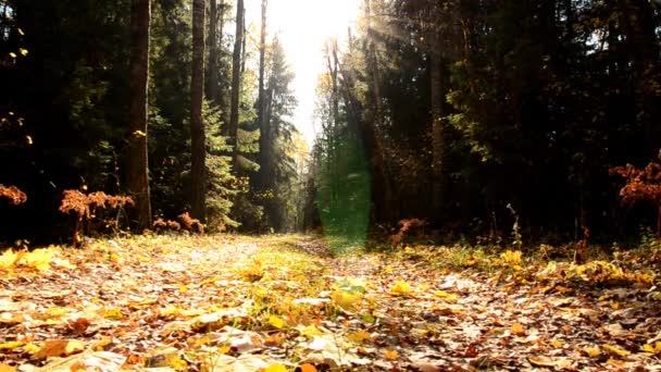 Autumn forest in October. Yellowed leaves of trees. — 비디오