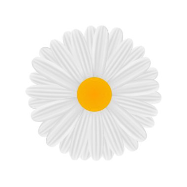 Papatya vektör çizim beyaz arka plan üzerinde.