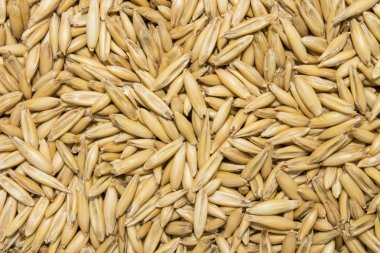 Yulaf doku. Arka plan yulaf tohumu.