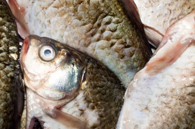 Balık haçı. Taze tatlı su balığı. Taze balık geçmişi..