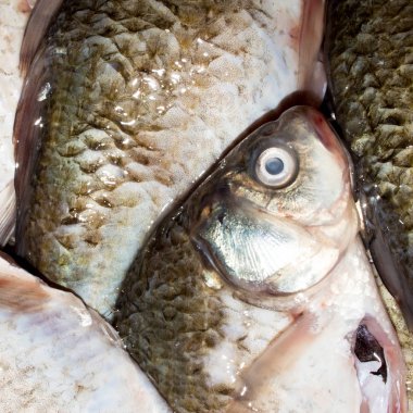 Balık haçı. Taze tatlı su balığı. Taze balık geçmişi..