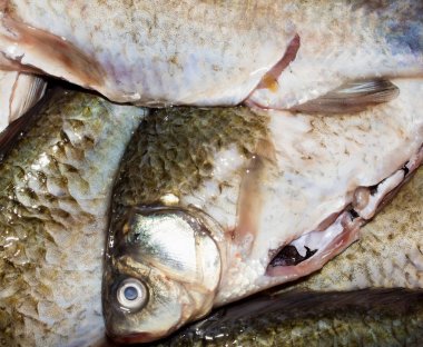 Balık haçı. Taze tatlı su balığı. Taze balık geçmişi..