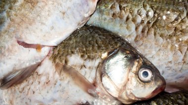 Balık haçı. Taze tatlı su balığı. Taze balık geçmişi..