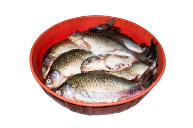 Balık haçı. Taze tatlı su balığı. Taze balık geçmişi..