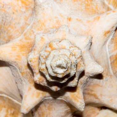 Deniz kabuğu dokusu. Deniz kabuğu arkaplanı..