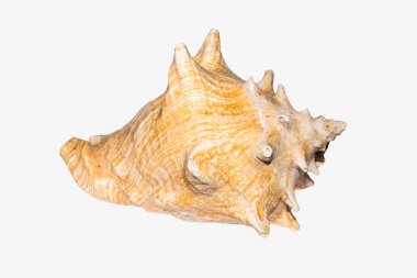 Beyaz arka planda deniz kabuğu. Deniz kabuklu arka plan..