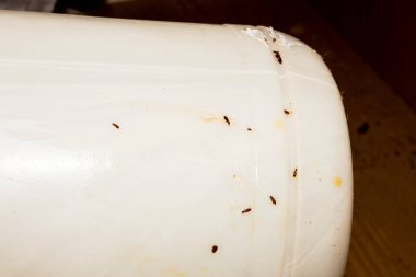 Surinam unu yiyicisi. Böcekler parazittir. Böcekli arka plan..