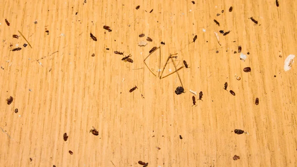Σουρινάμ Αλεύρι Eater Bugs Είναι Parasites Background Σφάλματα Παρασίτων — Φωτογραφία Αρχείου