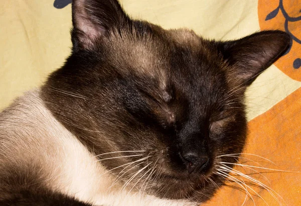Siamese cat sleeping.Background with a sleeping Siamese cat.