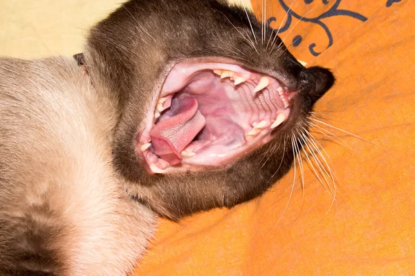 Siamese Cat Yawns Siamese Cat Showed Its Fangs Background Siamese — Stock Photo, Image