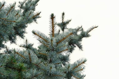 Mavi ladin dallar üzerinde beyaz arka plan (Picea pungens)
