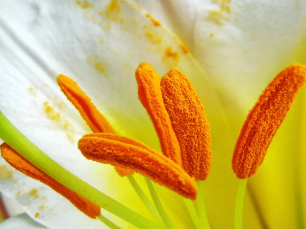 Kališní lístky jsou bílé královské lilie - Lilium regale — Stock fotografie