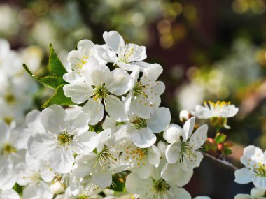 Cherry blossoms closeup