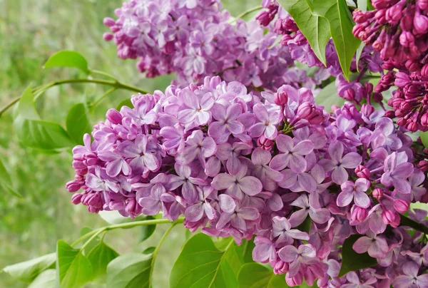 Flores de lilás (Syringa vulgaris ) — Fotografia de Stock