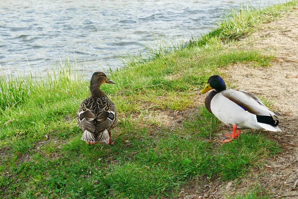 Nehir kenarında oturan çift yeşilbaş ördek — Stok fotoğraf