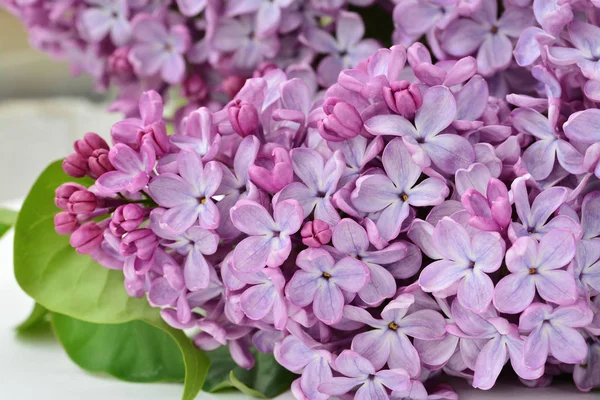 Fleurs de lilas (Syringa vulgaris) gros plan — Photo