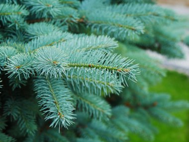 Blue spruce branches and needles closeup (Picea pungens) clipart