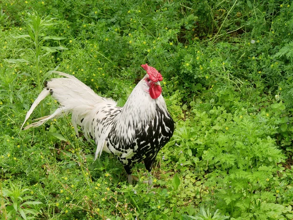 Free-range rooster with red crest roaming in the backyard grass — Stock Photo, Image