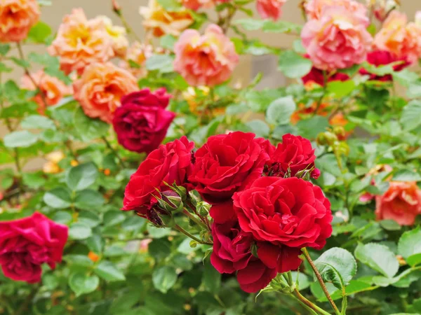 Bahçede açan güller — Stok fotoğraf