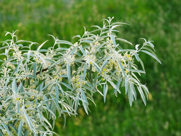 러시아 올리브 나무 가지 꽃 (Elaeagnus angustifoilia) — 스톡 사진