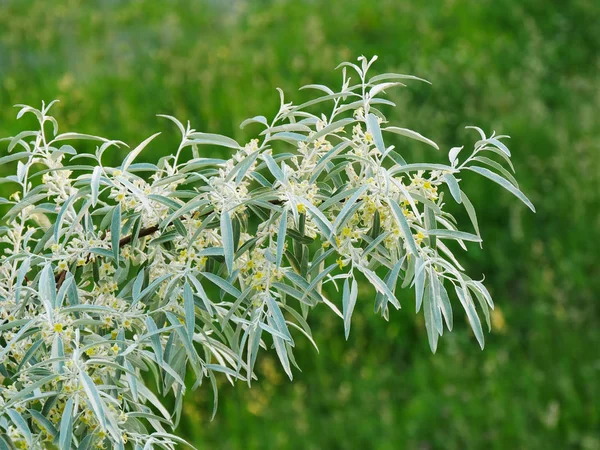 Rusya zeytin ağacı dalı çiçeklerle (iğde angustifoilia)