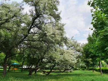 Çiçekli Rusya zeytin ağaçları