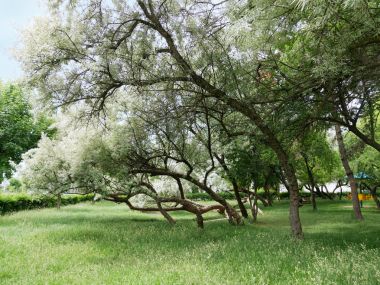 Çiçekli Rusya zeytin ağaçları