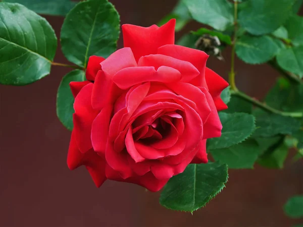 Red rose flower closeup — Stock Photo, Image