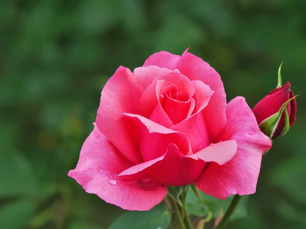Różowy pąk róży — Zdjęcie stockowe