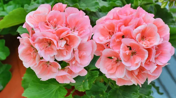 Primeros planos de flores de pelargonio rosa salmón - Pelargonium zonale — Foto de Stock