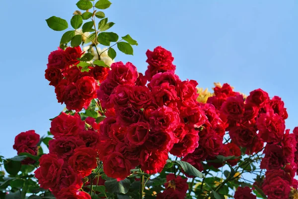 攀爬玫瑰布什红花 — 图库照片