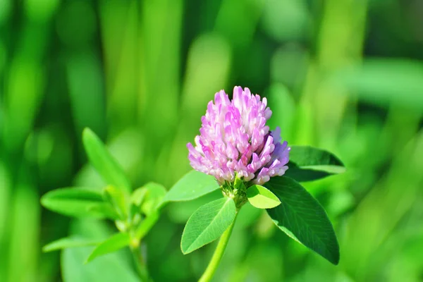 Zbliżenie kwiatów Koniczyna łąkowa (Trifolium pratense) — Zdjęcie stockowe