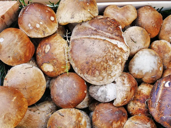 Porcini mushrooms, penny bun in a box (Boletus edulis) — Stock Photo, Image