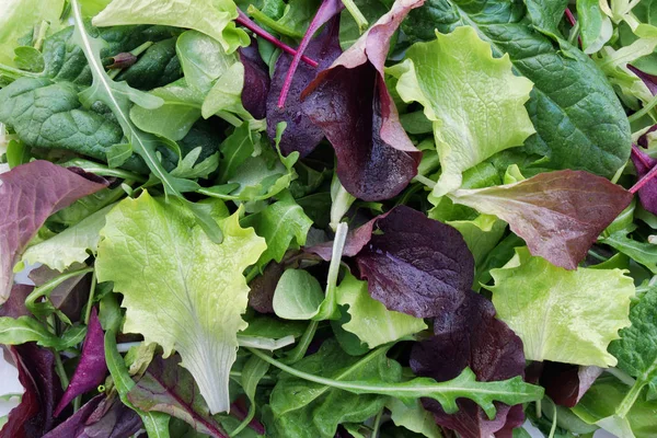 Čerstvý salát z míchaných salátových listů — Stock fotografie