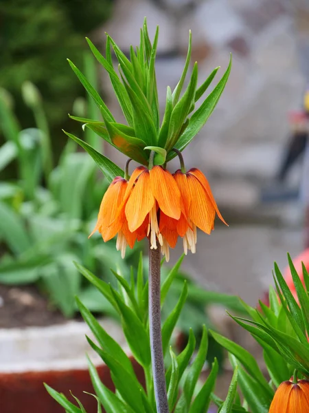 Crown imperial, parelmoervlinder bloem closeup-Fritillaria imperialis — Stockfoto