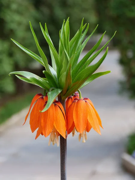 Crown imperial, fritillary flower closeup- Fritillaria imperialis — Stock Photo, Image