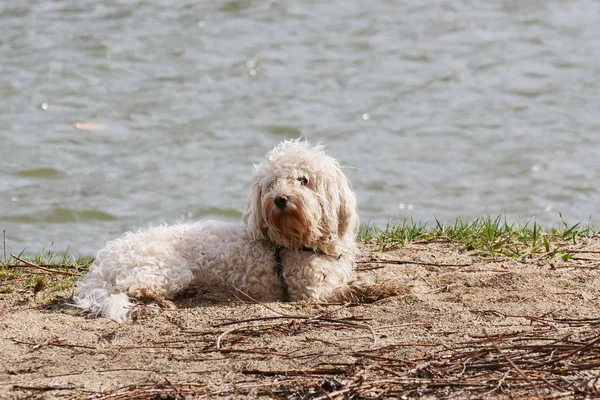 Biały Bichon Frise pies układanie w piasku na rzece — Zdjęcie stockowe