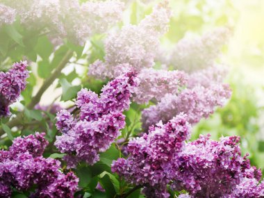 Ağaç dallarında açan leylak çiçekleri. Mor Şırınga bayat çalısı..