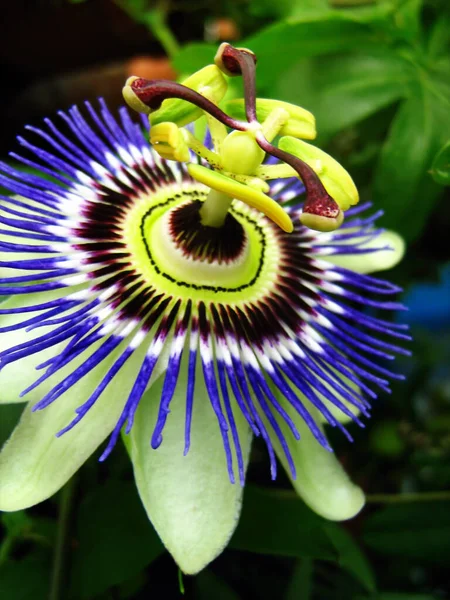 Blue Passionflower Closeup Passiflora Caerulea — Stock Photo, Image