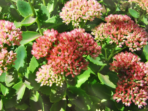 Sonbahar Joy Sedum Sedum Spectabile Bitkisi Çiçek Açıyor — Stok fotoğraf