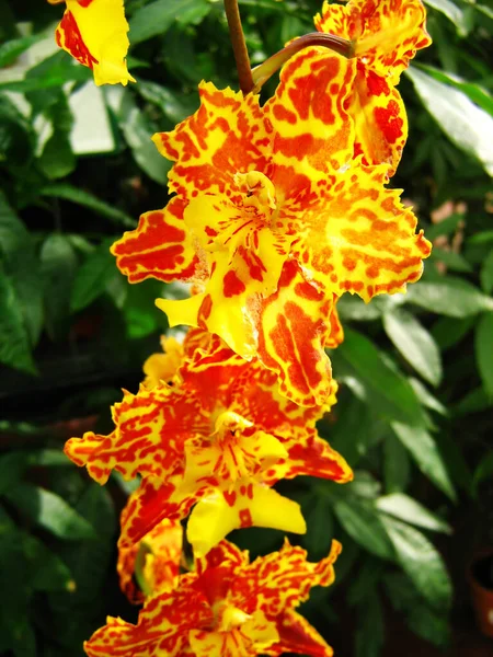 Storczyk Tygrys Odontocidium Tygrys Hambuhren Łodyga Kwiat Pomarańczowy Czerwony — Zdjęcie stockowe